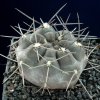 Gymnocalycium_gibbosum_ssp_ferox